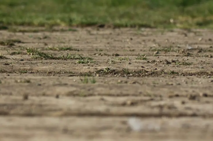 brown soil with green grass