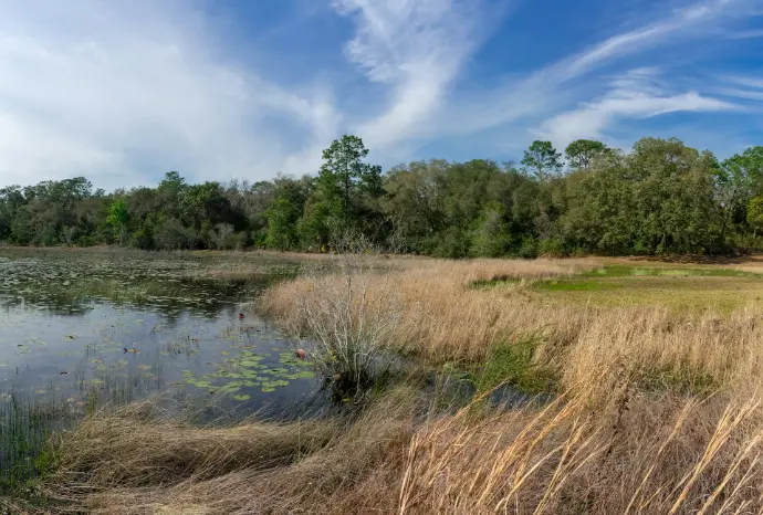 a lake surrounded by tall grass and trees